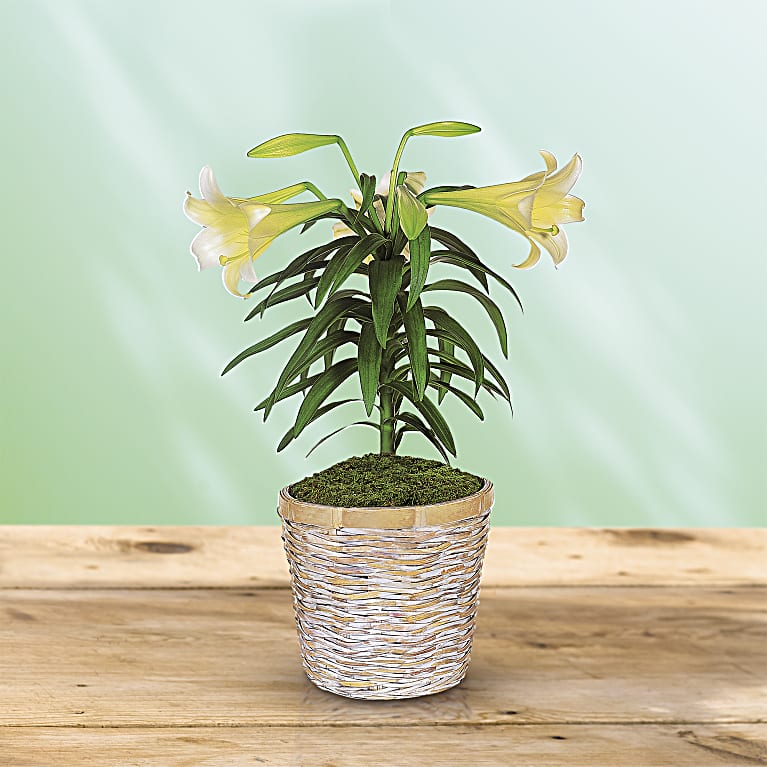 Easter Lily Plant from Teleflora