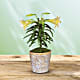 Easter Lily Plant