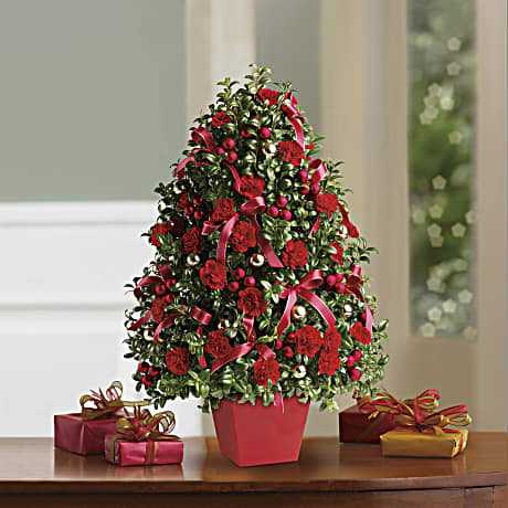 Christmas boxwood outlet