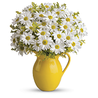 Send Teleflora's Sunny Day Pitcher of Daises flower arrangement