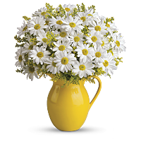 Envoyer la composition florale Sunny Day Pitcher of Daises de Teleflora