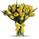 Sunny Yellow Tulips