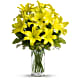 Lily Sunshine