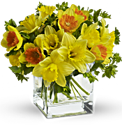 Teleflora's Daffodil Dreams Flowers