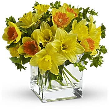 Teleflora's Daffodil Dreams