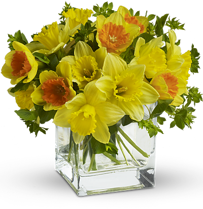 Daffodil Narcissus Flower Meaning Symbolism Teleflora