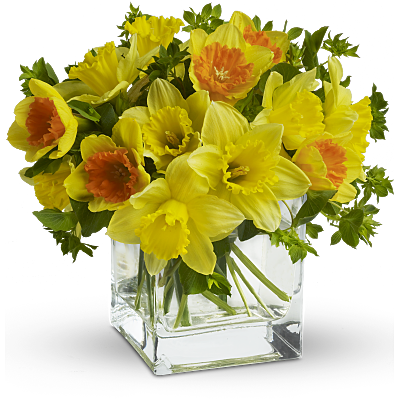 Teleflora's Daffodil Dreams