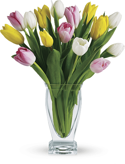 Shop for Tulips