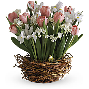Tulip Song