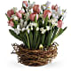 Tulip Song