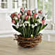 Tulip Song