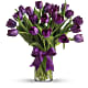 Passionate Purple Tulips