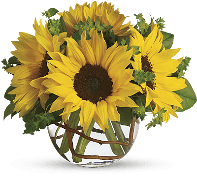 Comprar girasoles