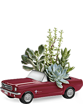 Succulent Plants In A '65 Ford Mustang Collectible Keepsake. Great For Father's Day. Same Day Flower Delivery From Teleflora.