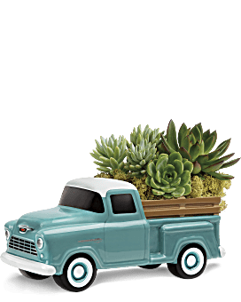 Large Green Echeveria Succulents With Reindeer Moss In A Ceramic Chevy Pickup Keepsake. Same Day Flower Delivery. Great Gift For Father's Day.