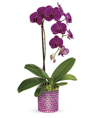 Teleflora S Dazzling Orchid Plant Teleflora