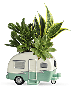 Green , Mixed Bouquets , Cool Camper Succulent Garden , Same Day Flower Delivery By Teleflora
