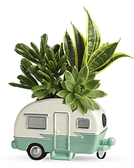 Teleflora's Cool Camper Succulent Garden Plant