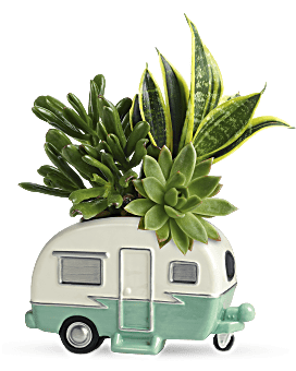 Planta de jardín suculenta Cool Camper de Teleflora