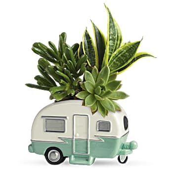 Teleflora's Cool Camper Succulent Garden