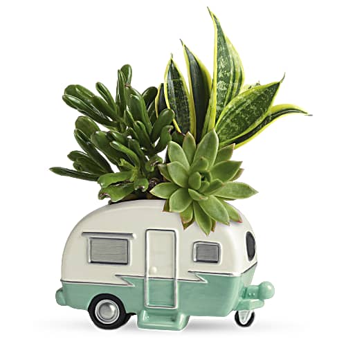 Shop our Father's Day Cool Camper Succulent Garden