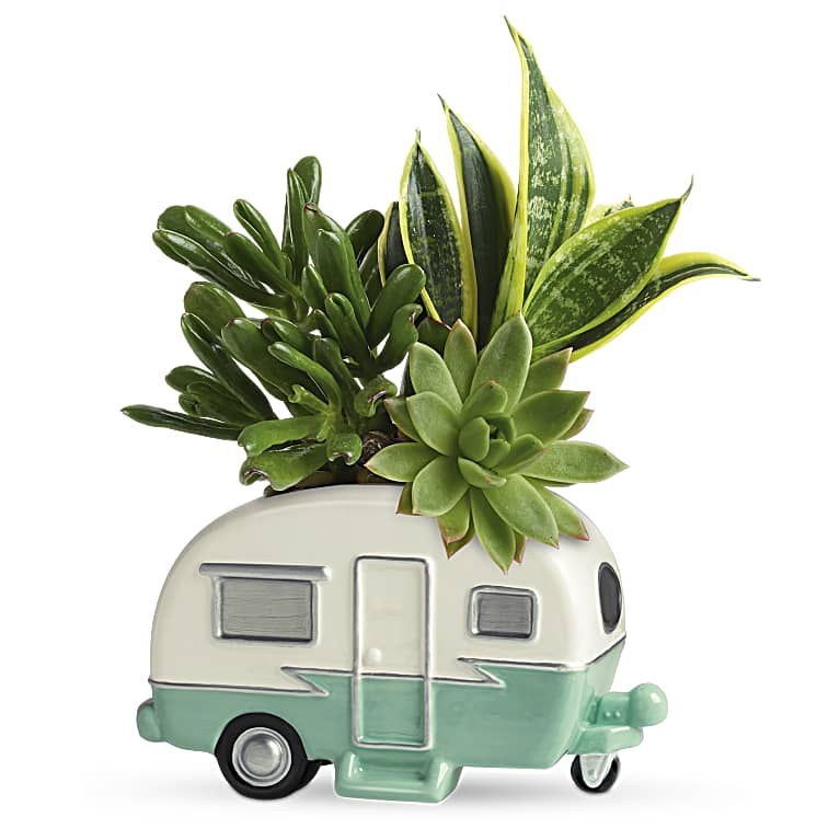 Cool Camper Succulent Garden