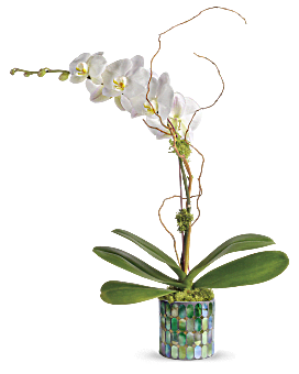 Flower Delivery By Teleflora, White, Orchids, Stained Glass Orchid, Mother's Day Flower Arrangements