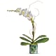 Stained Glass Orchid