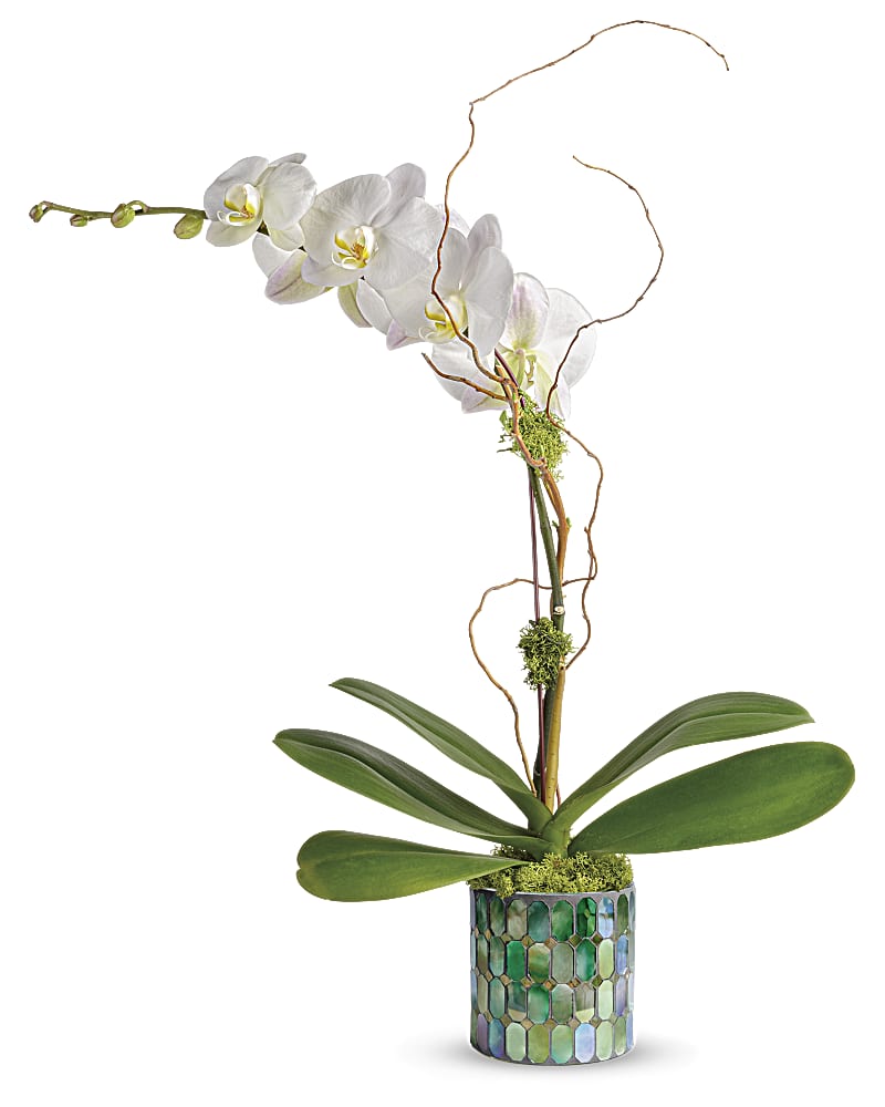 Teleflora S Stained Glass Orchid Plant Teleflora