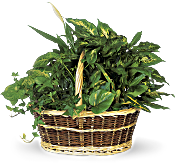 Large Basket Garden Plants