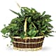 Large Basket Garden