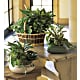 Large Basket Garden