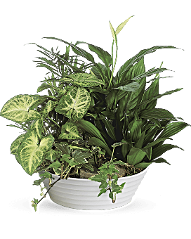 Medium Dish Garden Flower Arrangement Teleflora