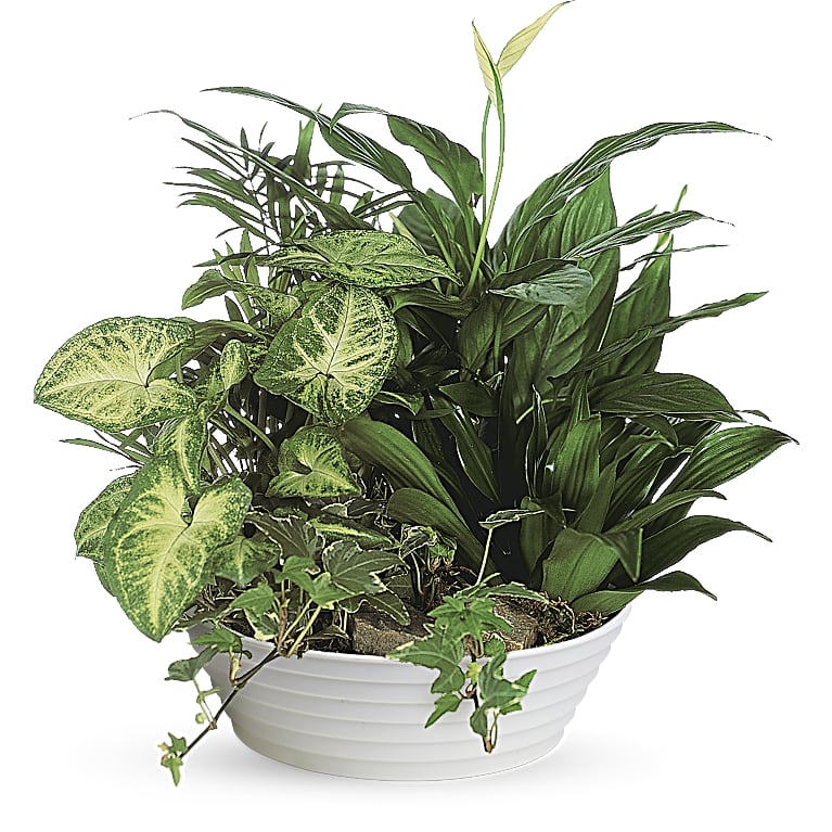 Medium Dish Garden