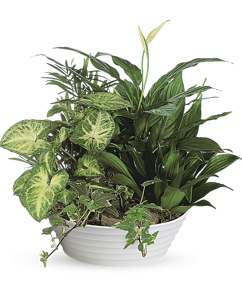 Medium Dish Garden Flower Arrangement Teleflora