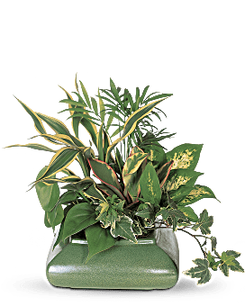 Green , Mixed Bouquets , Small Garden Dish , Same Day Flower Delivery By Teleflora