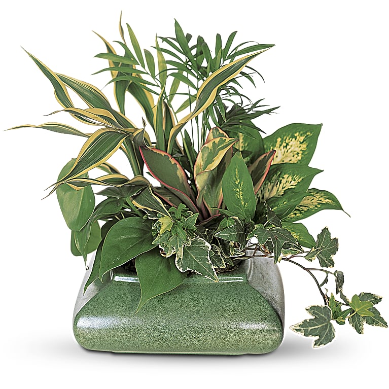 Small Garden Dish