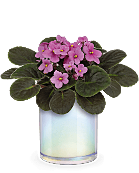 Teleflora's Luminous Leaves Plant Plant