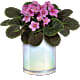 Luminous Leaves Plant