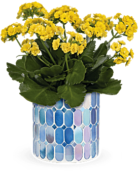 Sunny Kalanchoe , Mixed Bouquets , Same Day Flower Delivery , Multi-Colored , Teleflora