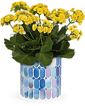 Teleflora's Sunny Kalanchoe Plant