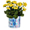 Teleflora's Sunny Kalanchoe Plant