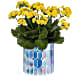 Sunny Kalanchoe