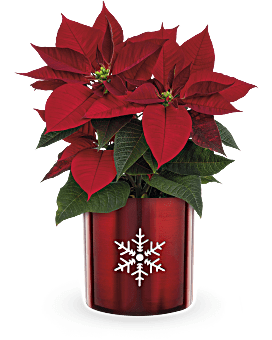 Teleflora's Snowflake Poinsettia Plant