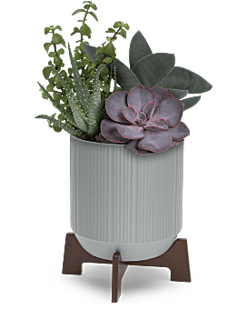 Teleflora's Mod Succulents Plant