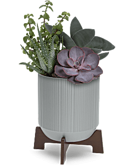 Teleflora's Mod Succulents Plant
