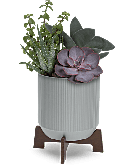 Teleflora's Mod Succulents