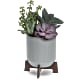 Mod Succulents