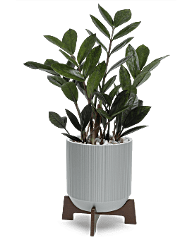 Teleflora's Mid-Mod Classic Plant