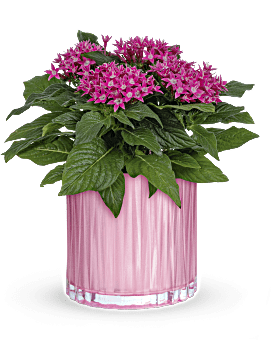 Best Selling Plants Succulents Delivery Teleflora